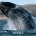 Balene Salvateci